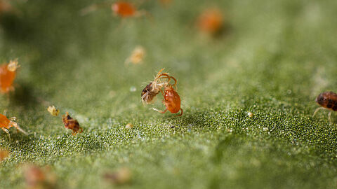 Phytoseiulus_persimilis-94.jpg