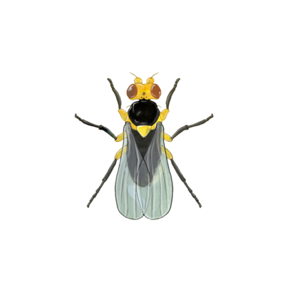 Tomato leaf miner Liriomyza bryoniae adult