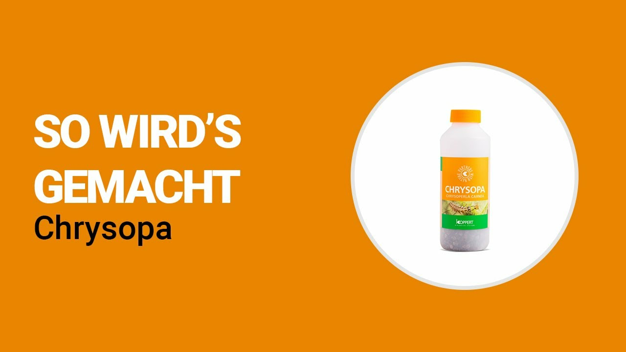 So wird's gemacht - Koppert Chrysopa