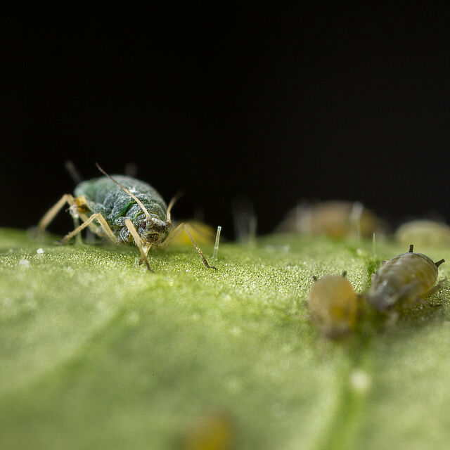 Cotton aphid Aphis gossypii on leaf