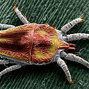 False spider mite Brevipalpus yothersi