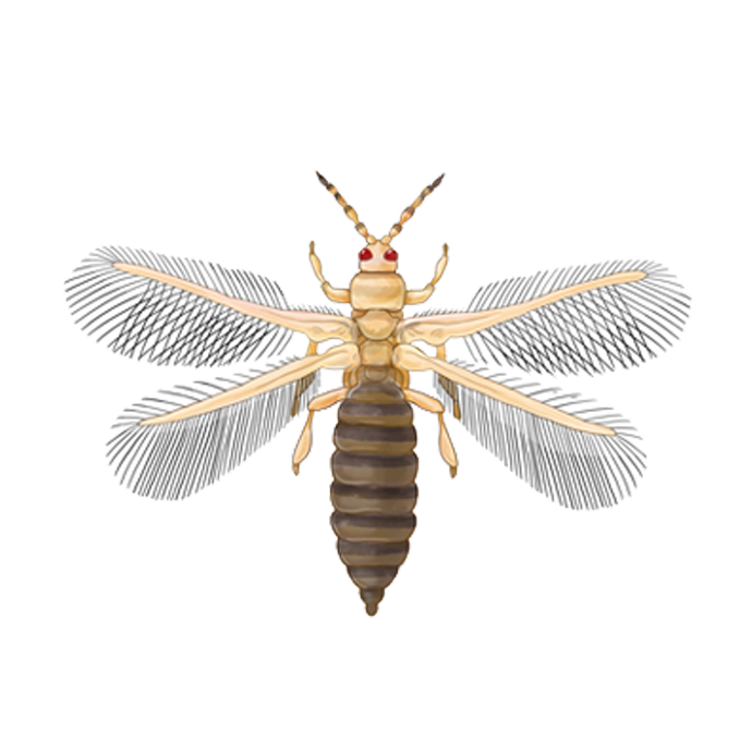 Frankliniella occidentalis adult