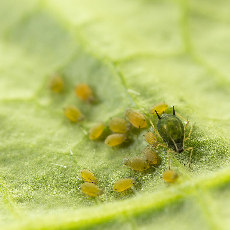 Cotton aphid Aphis gossypii on leaf