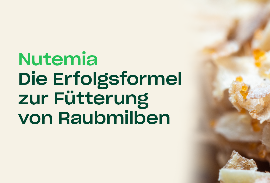 Nutemia: die Erfolgsformel für die Ernährung von Raubmilben