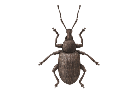 Käfer