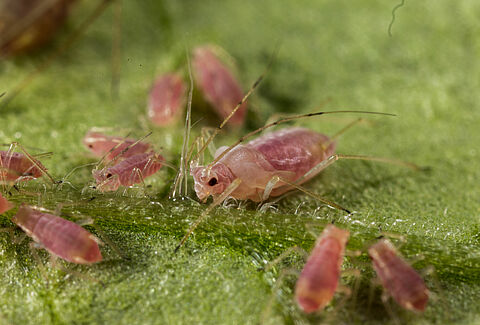 Grünstreifige Kartoffellaus