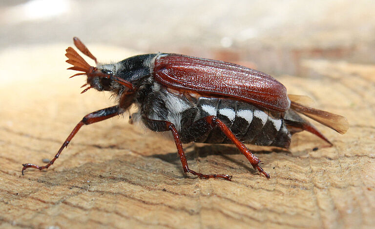 White grub cockchafer Melolontha melolontha Adult