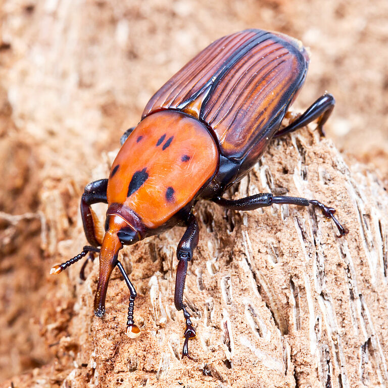 Red palm weevil Rhynchophorus ferrugineus
