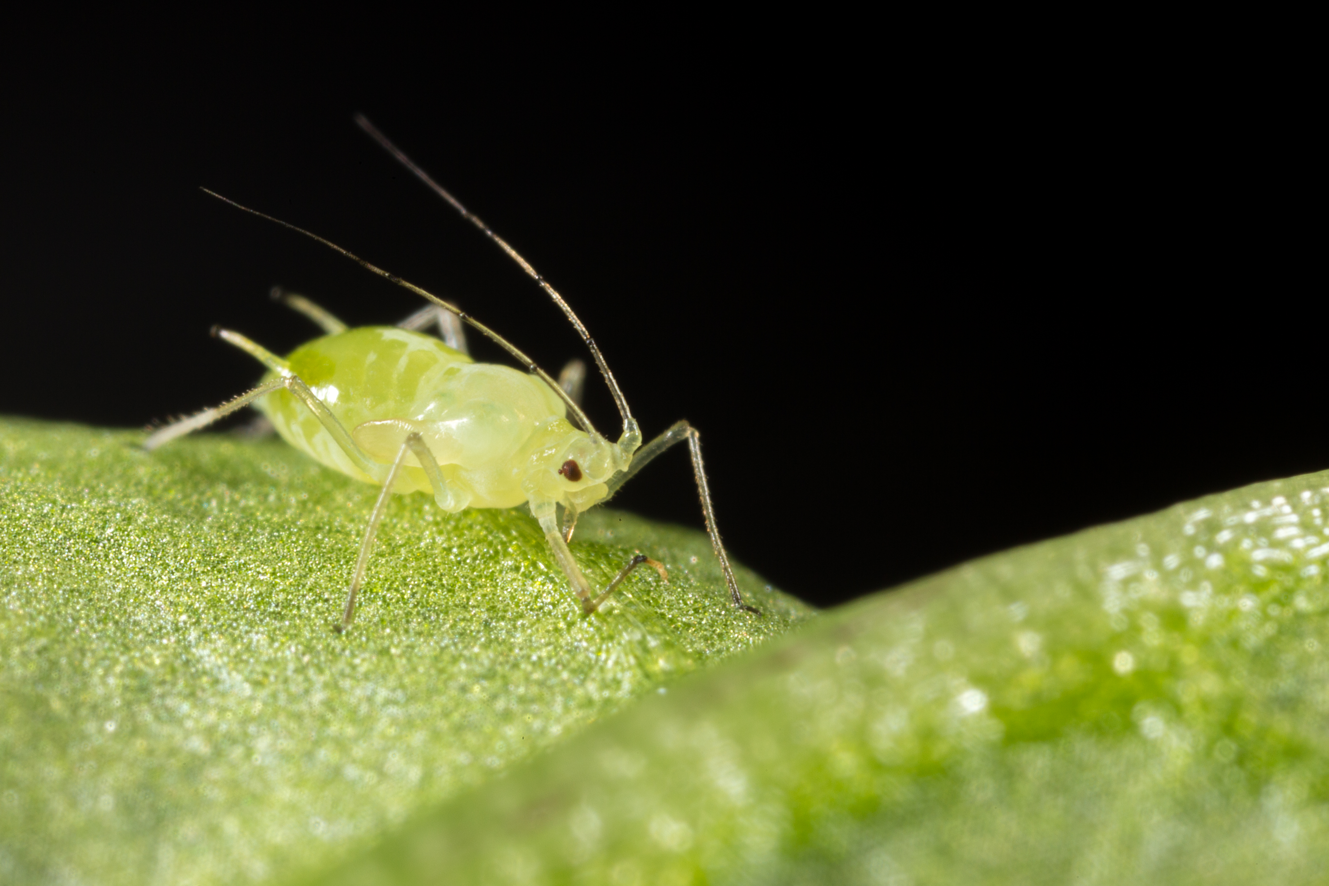 Foxglove aphid Aulacorthum solani