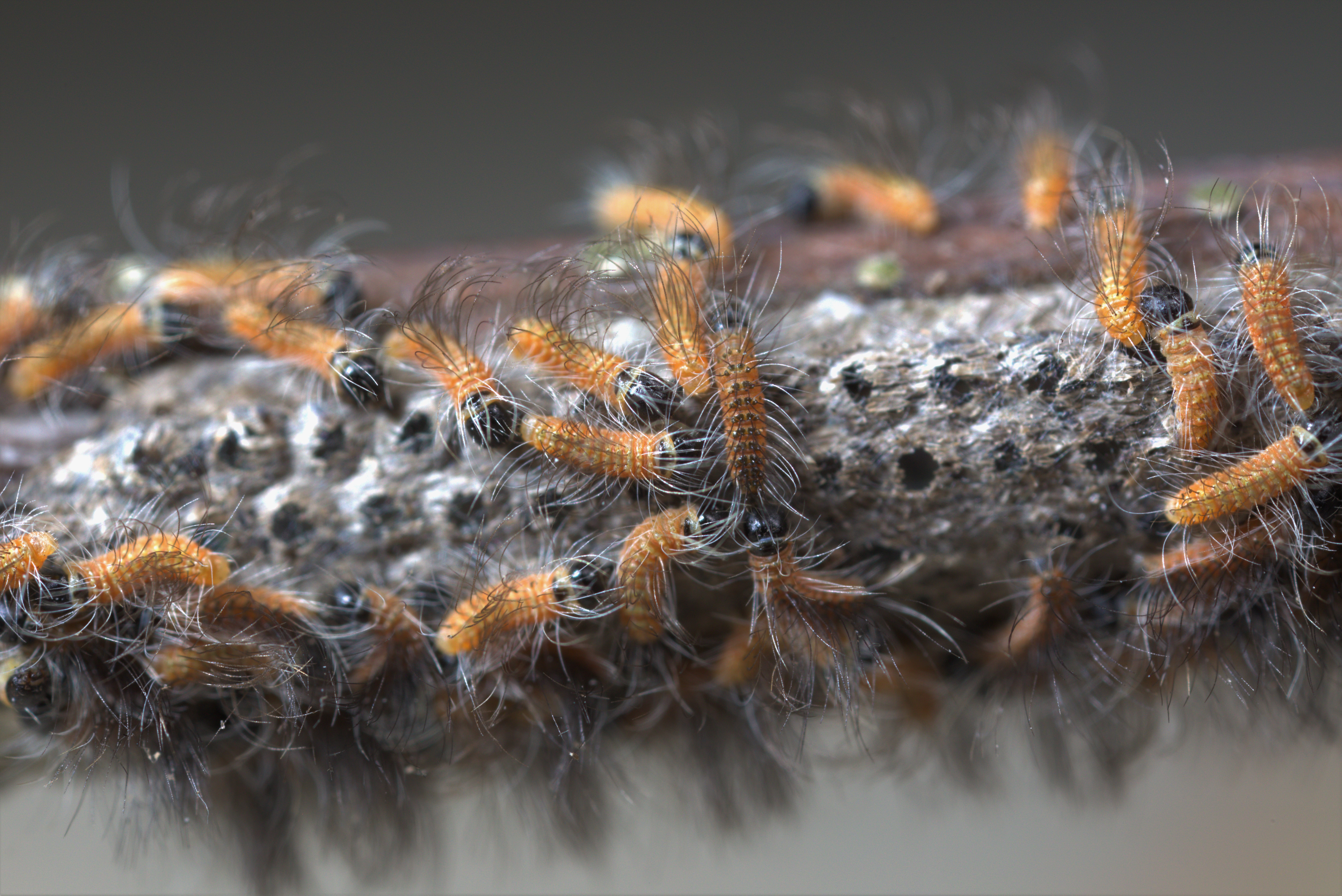 Oak Processionary Moth Thaumetopoea processionea Brochure