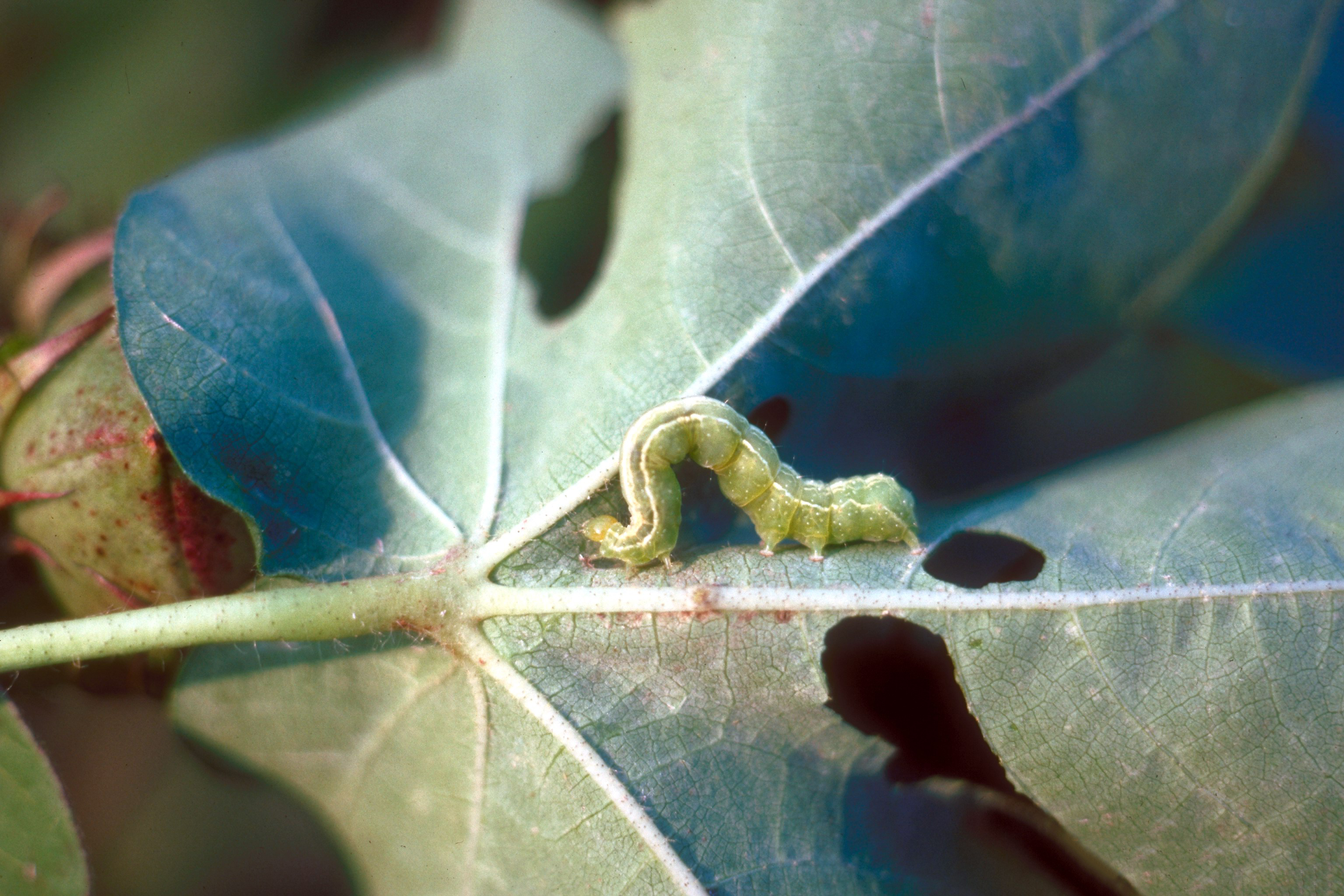 Cabbage looper Trichoplusia ni