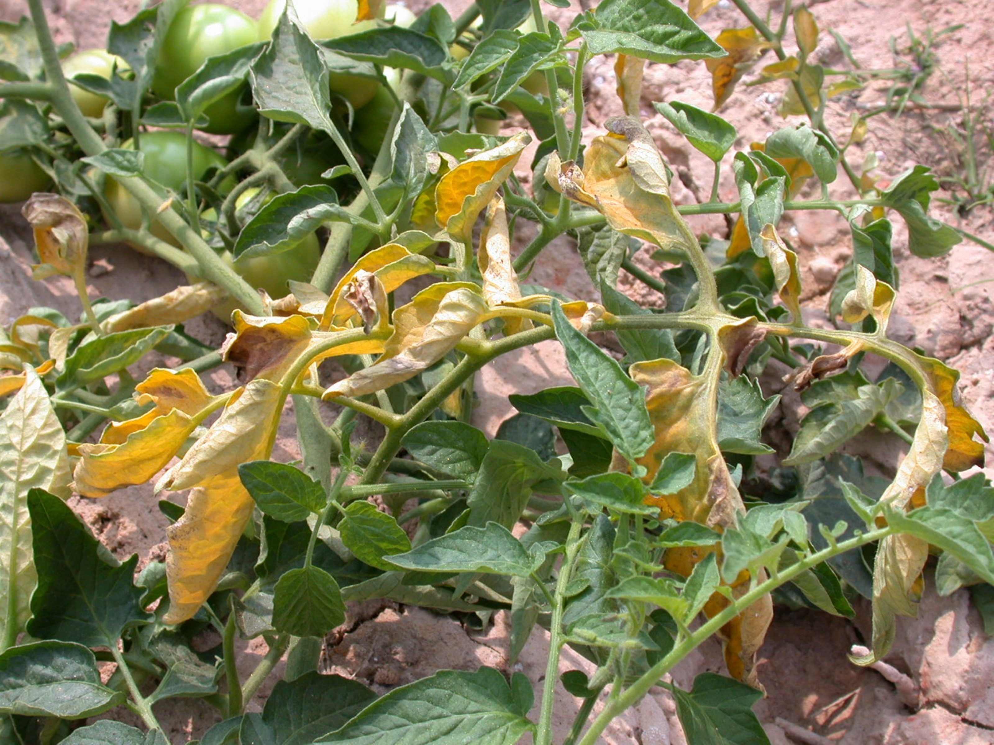 Basal rot Fusarium oxysporum on Tomato