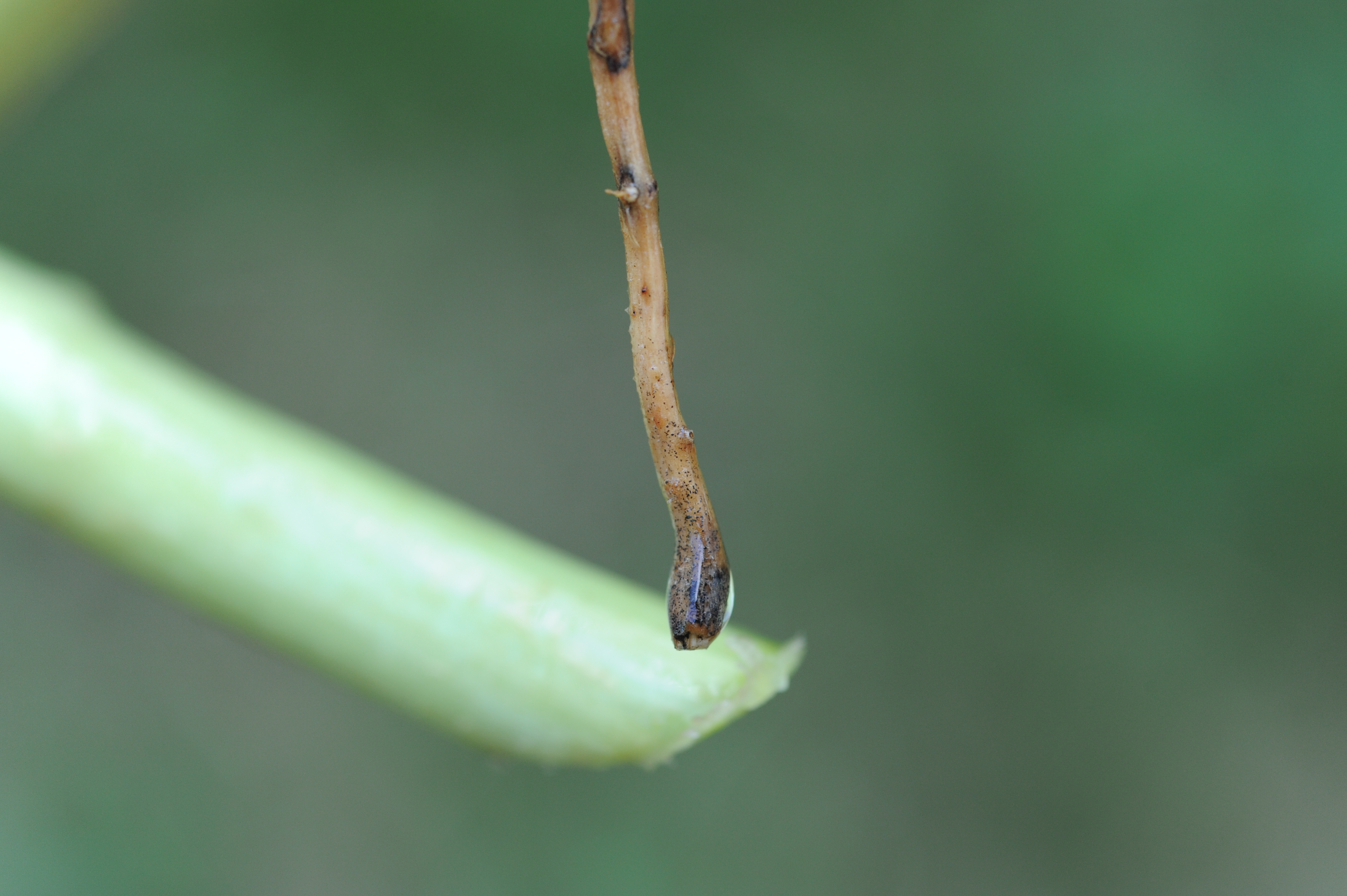 Damage caused by Black root rot of cucumber Phomopsis sclerotioides