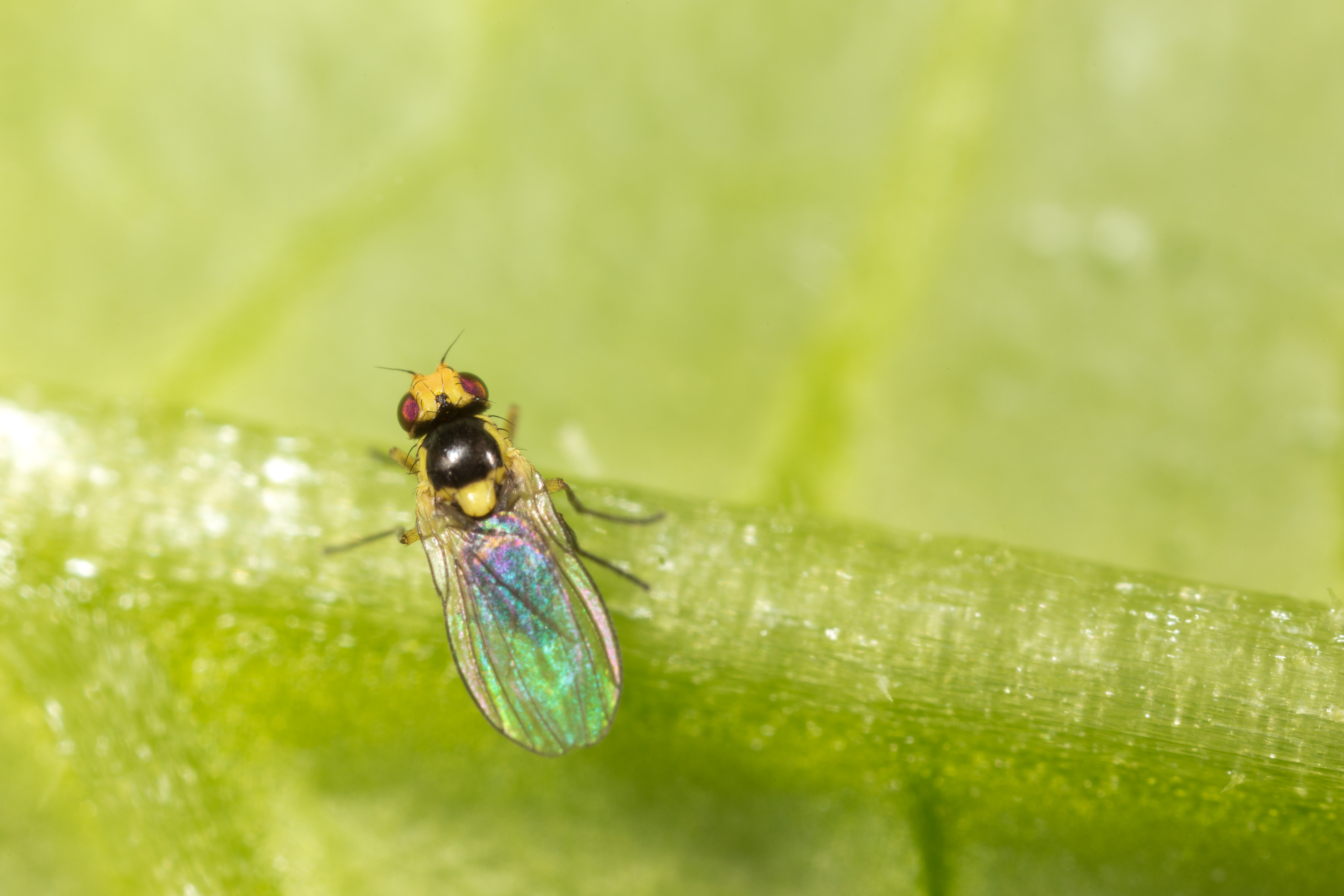 Adult form of the Tomato leaf miner Liriomyza bryoniae