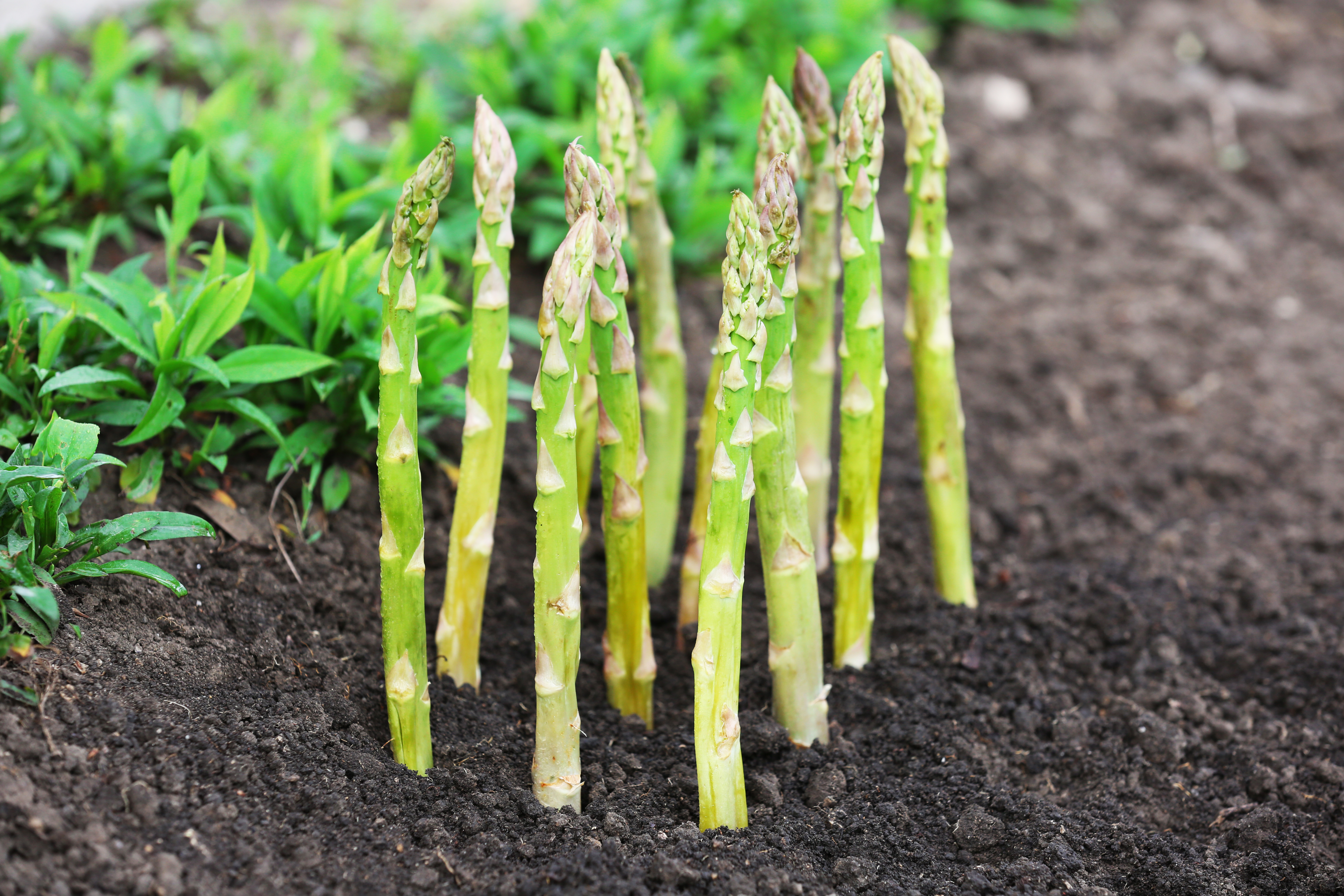 Spargel