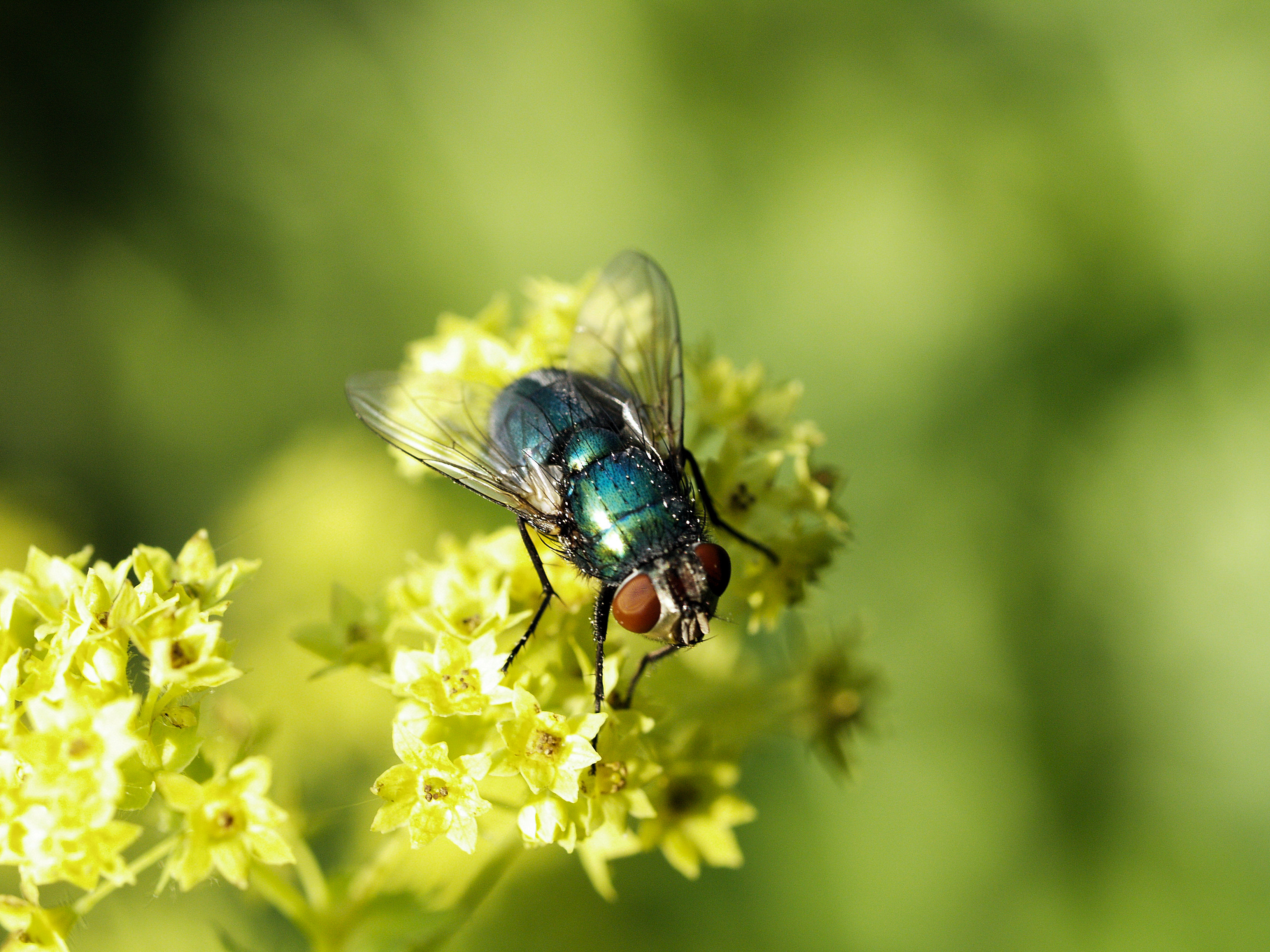 Checkliste für die Bestäubung mit Natupol Fly
